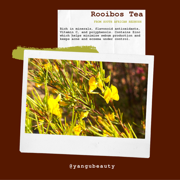 The Remarkable Benefits of Rooibos Tea on Skin Health.